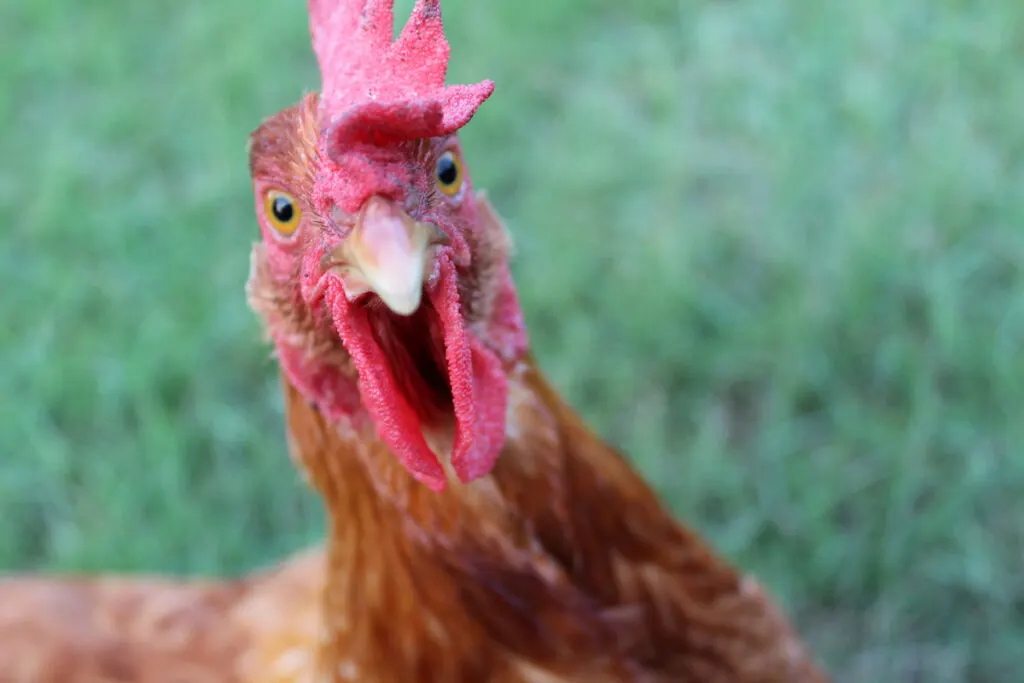 Focus shot of New Hampshire red chicken face on green grass background