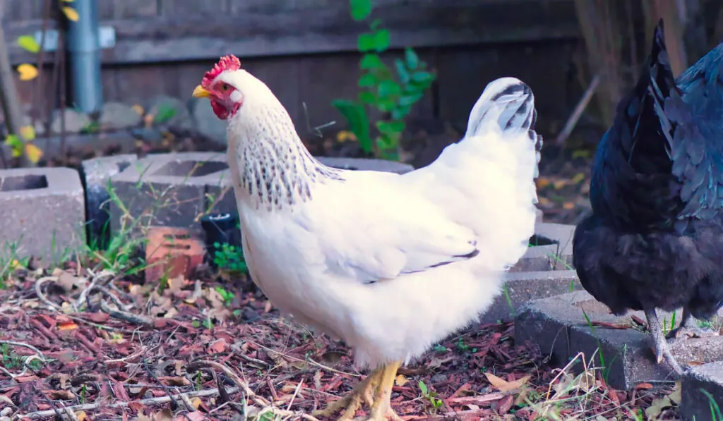 Free Range Delaware White Chicken Foraging in Autumn Leaves