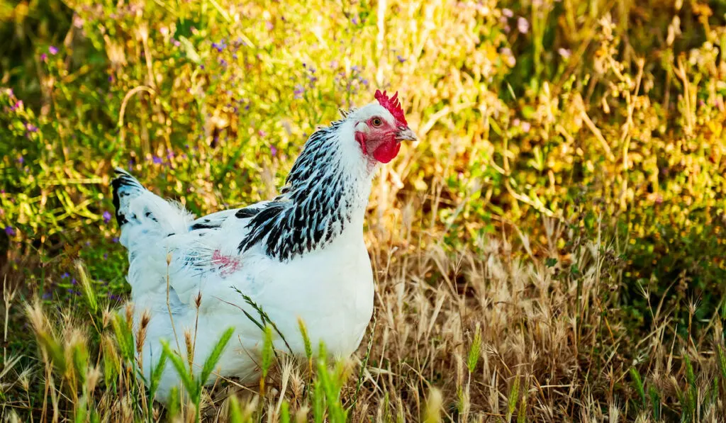 Free range Delaware hen out in field