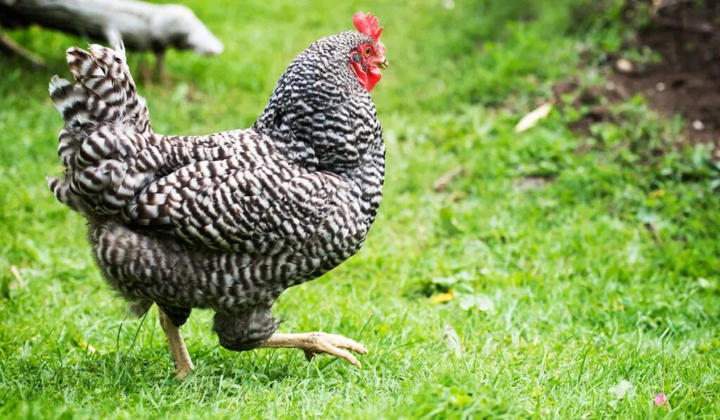 free range barred rock chicken walking in the backyard