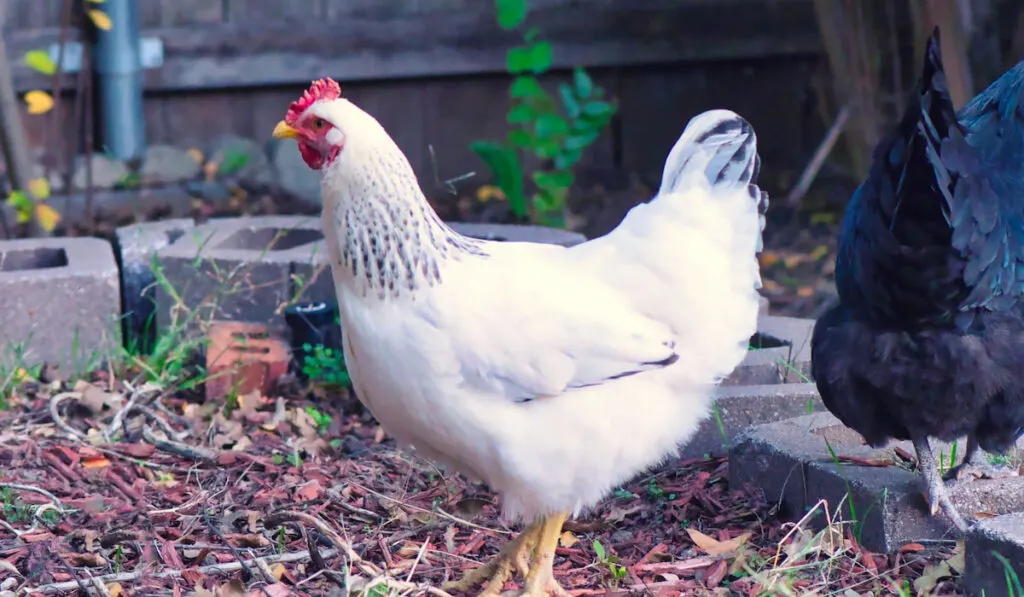 White Delaware chicken standing in a yard