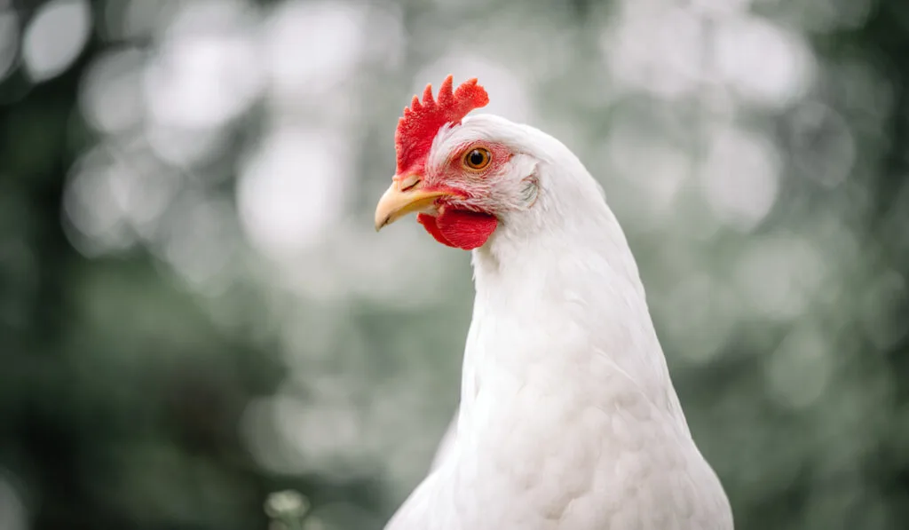 Free range white chicken leghorn in summer garden