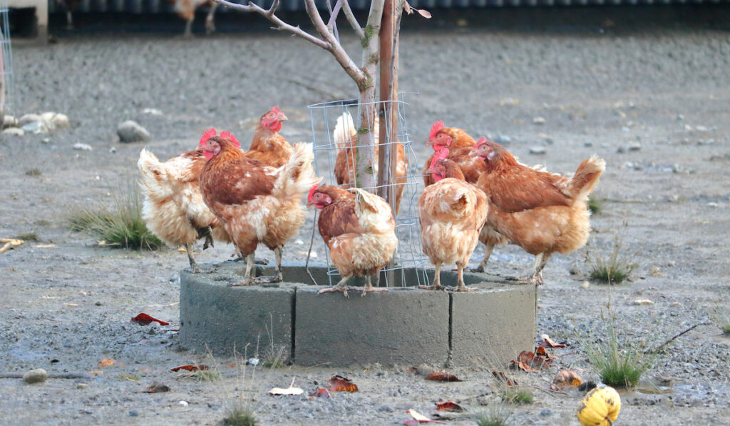 Golden Comet hybrid farm chickens standing on a planter surrounding a tree