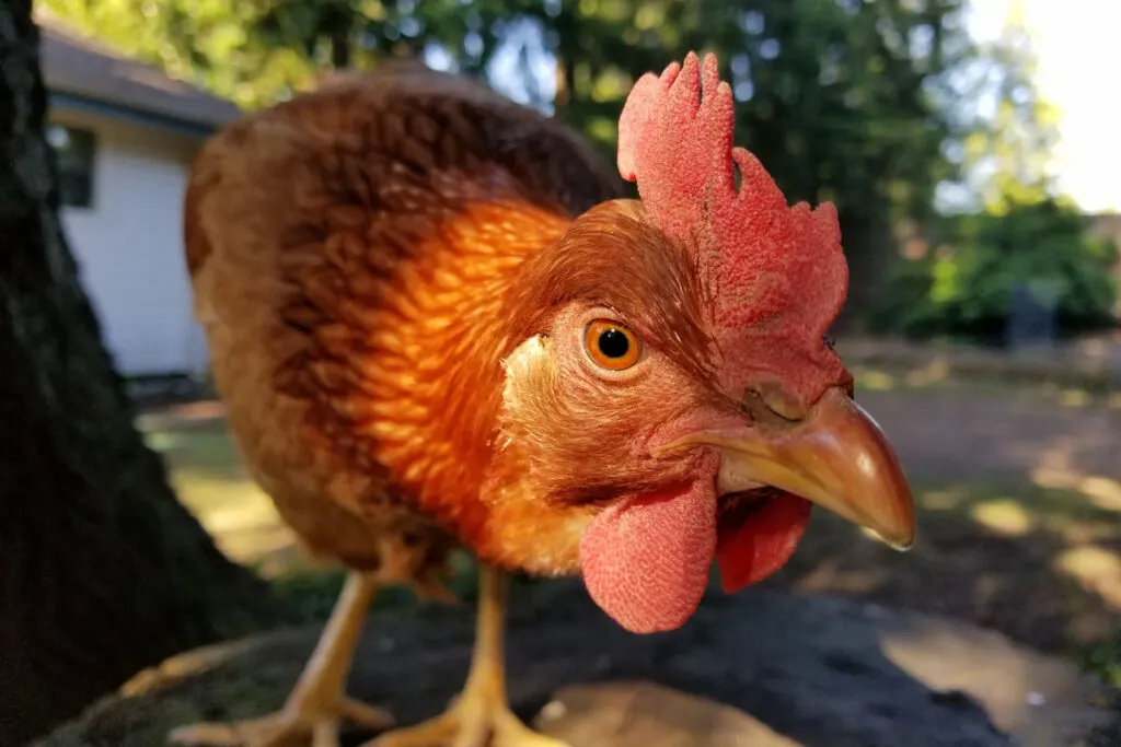 Golden Comet chicken also known as cinnamon queen hen on a tree stump