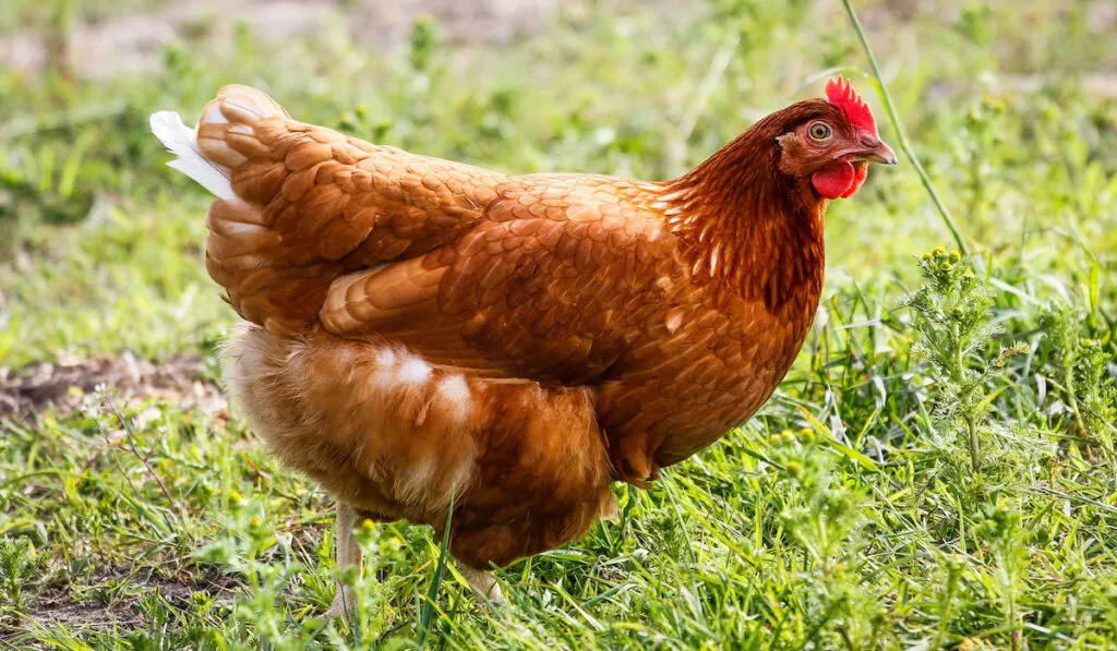 Golden Comet chicken roaming in green grass field