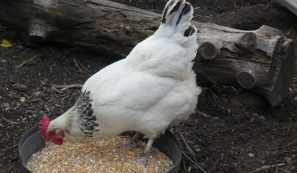 white sussex hen eating seeds in a plastic container