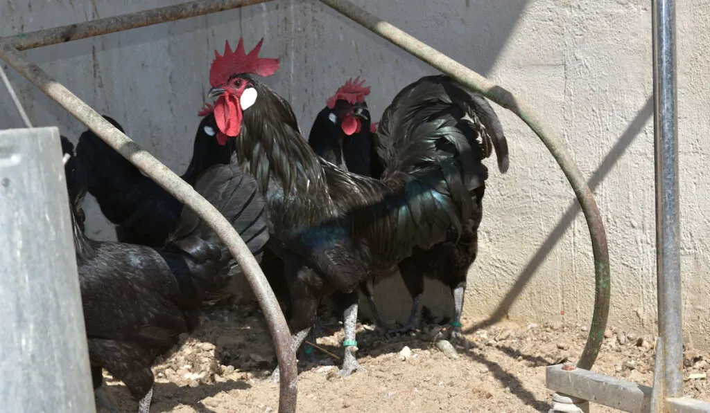 Group of Spanish Rooster in chicken coop at the farm