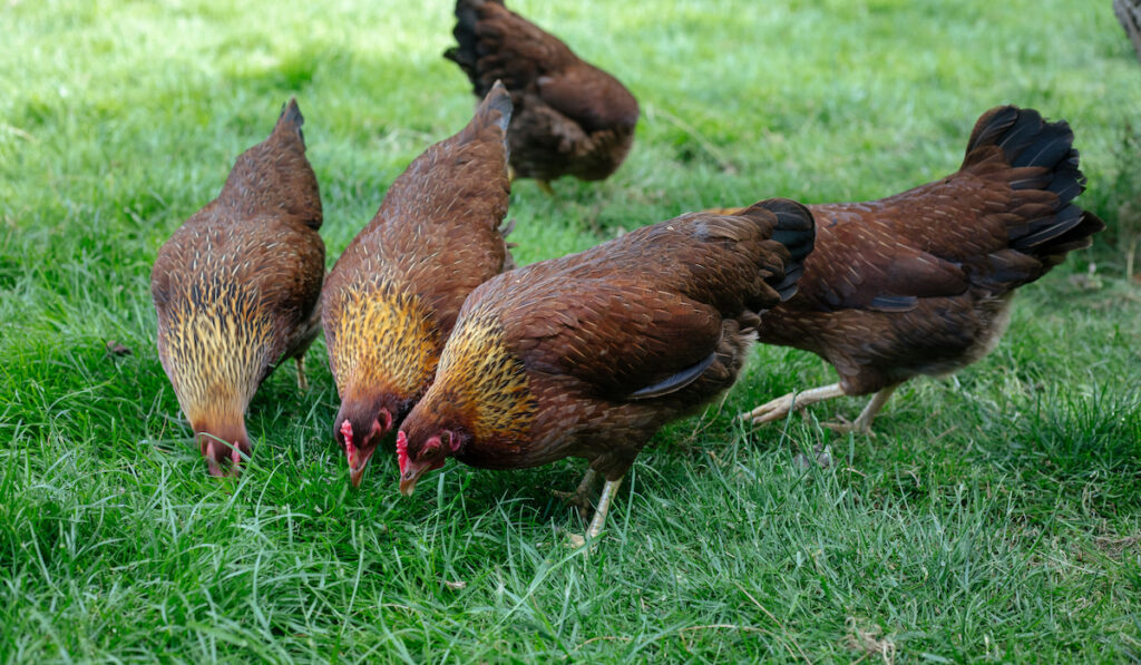 group of welsummer chicken foraging on the ground in the garden