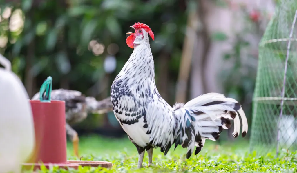 Hamburg Chicken with open mouth at the backyard