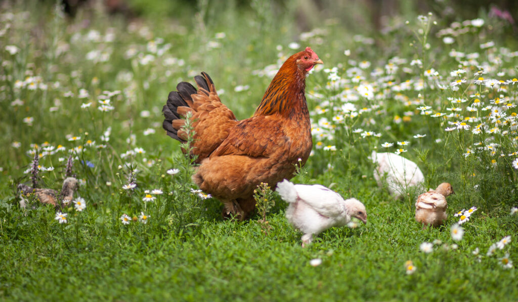 hen and little white chicks on green lawn with flowers in organic farm