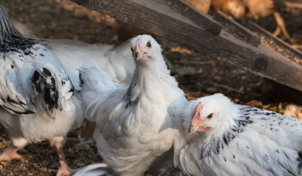 herd of young sussex hens on a home farm