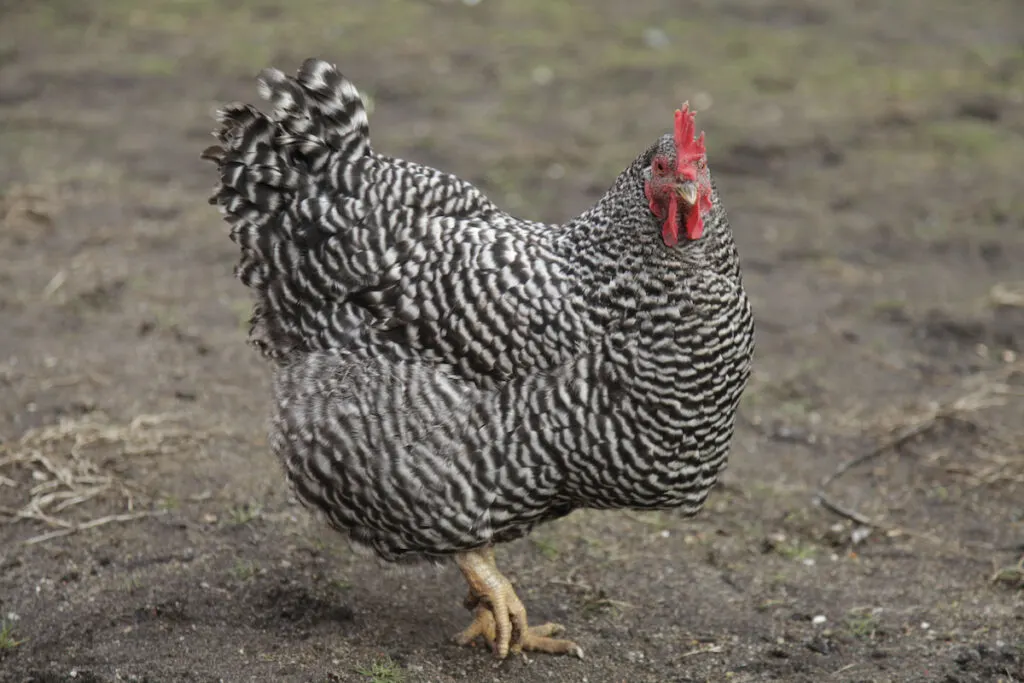 Large Plymouth rock chicken at a farm