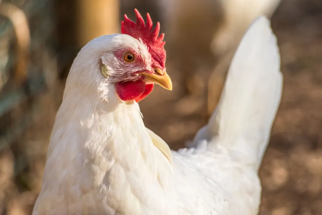 leghorn chicken in summer time