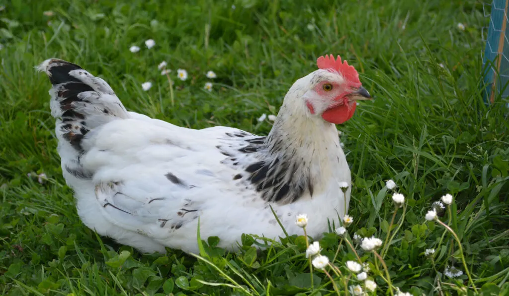 light sussex chicken sitting on the grass in the backyard