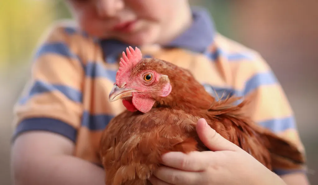 Little boy holding and cuddling ISA brown chicken