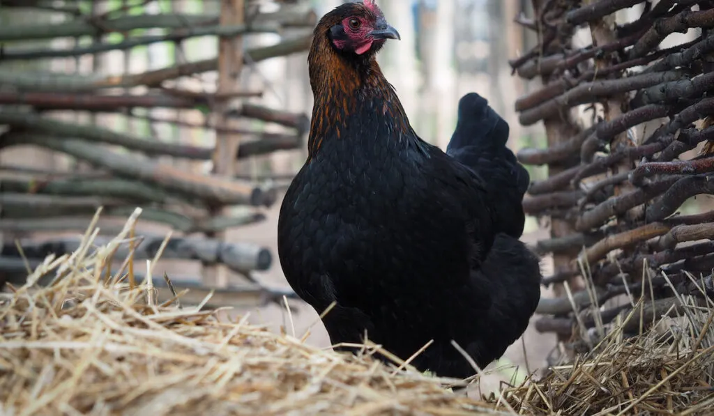 Maran chicken near the village fence