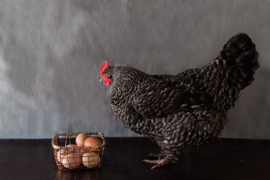 Maran chicken standing on dark wood next to basket of eggs