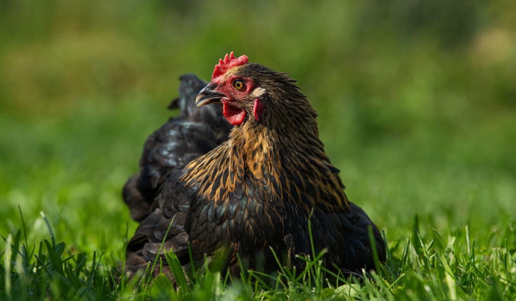 Maran hen resting in a summer meadow