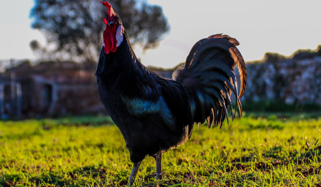 Minorca chicken standing on the ground under the sunlight in the countryside