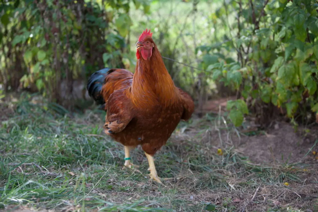 New Hampshire Red Cock standing in the yard