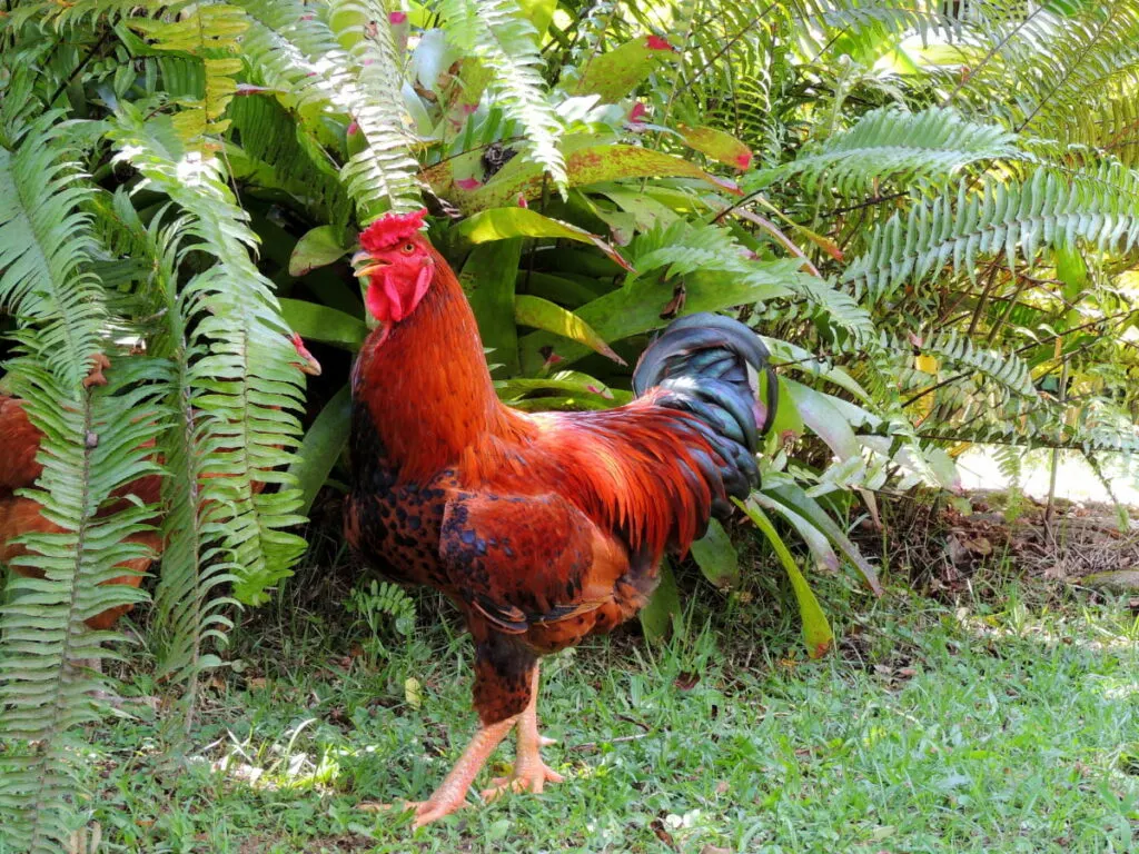 New Hampshire Red rooster standing near the plants