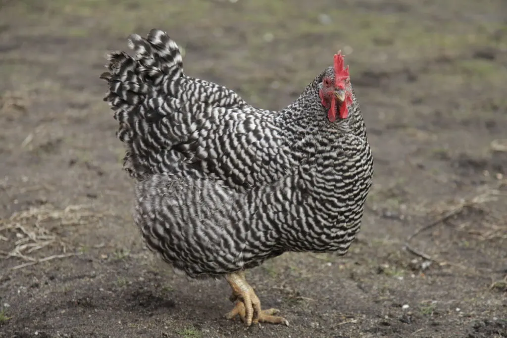 Plymouth Rock chicken standing in a farm