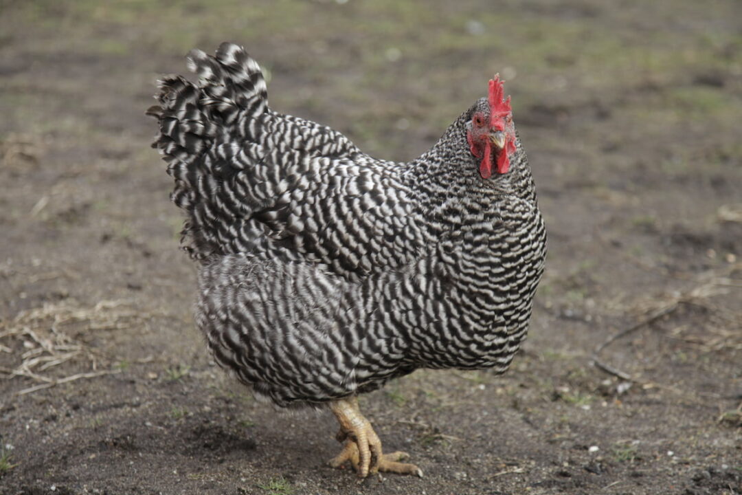 6 Best Egg Laying Chickens for Utah The Hip Chick