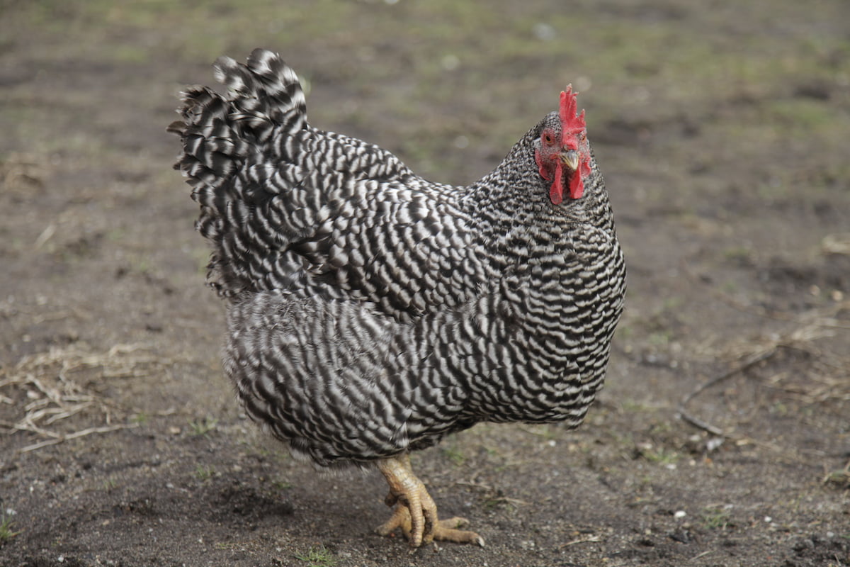6 Best Egg Laying Chickens for Utah The Hip Chick