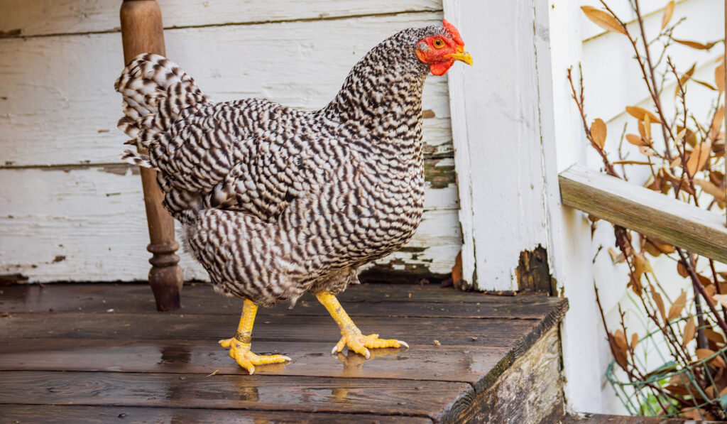 Plymouth rock chicken walking down the stairs of a house porch