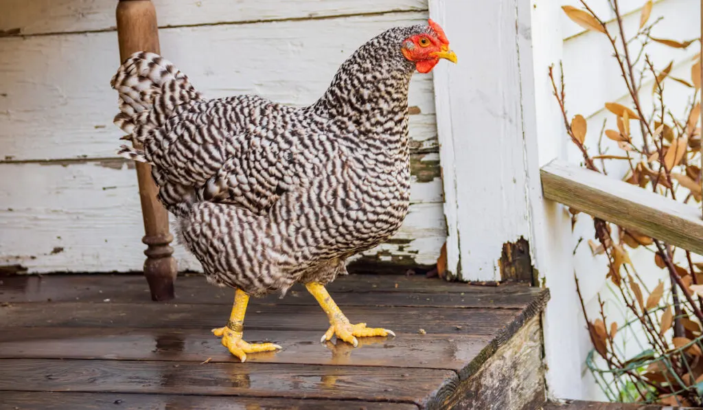 Plymouth chicken walking down the stairs