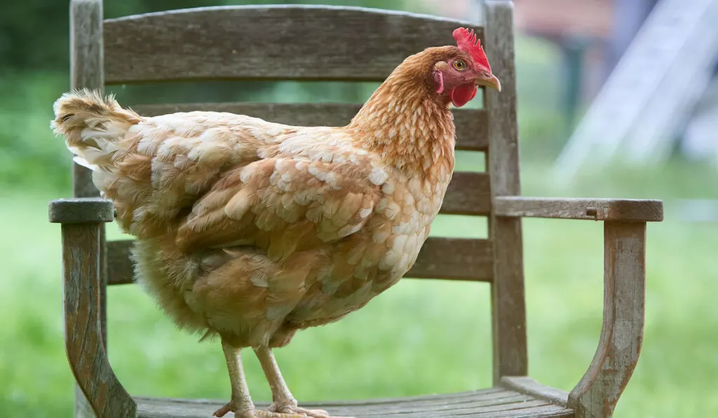 red brown Sussex chicken standing on a chair in the garden