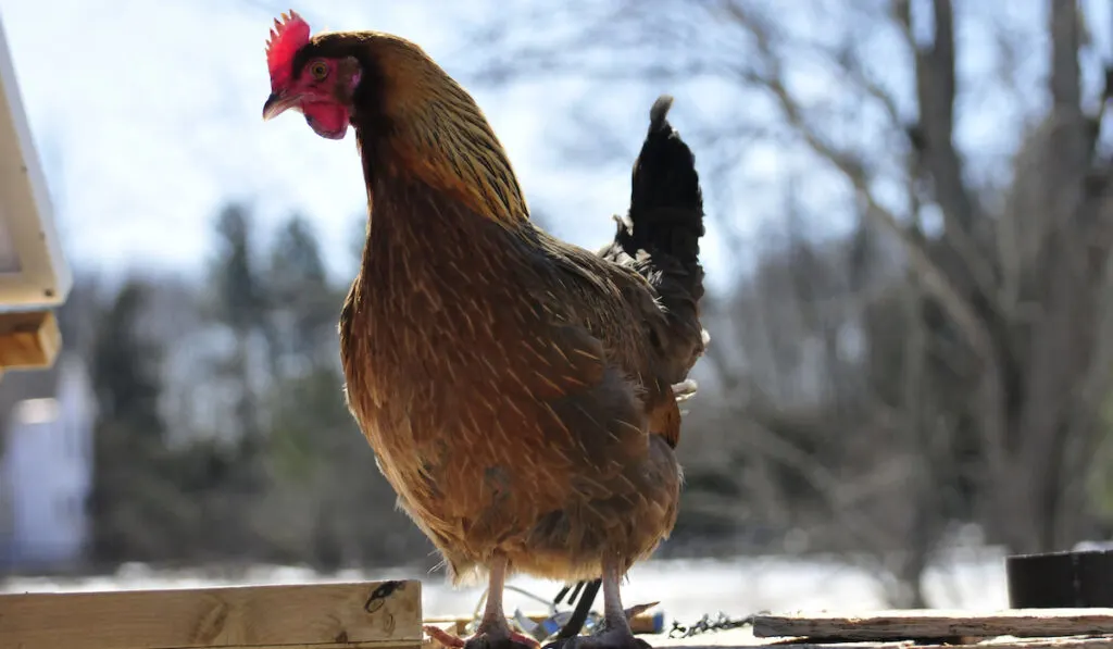 Red dorking heritage breed hen standing and enjoying the warm sun in early spring