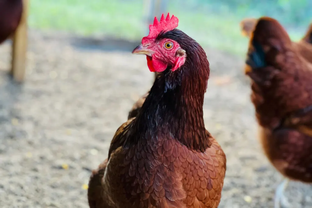 Rhode Island Red Chicken in the coop