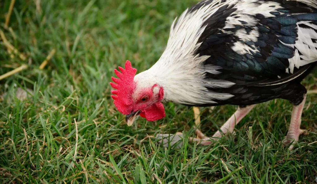 Silver grey dorking chicken looking in the grass