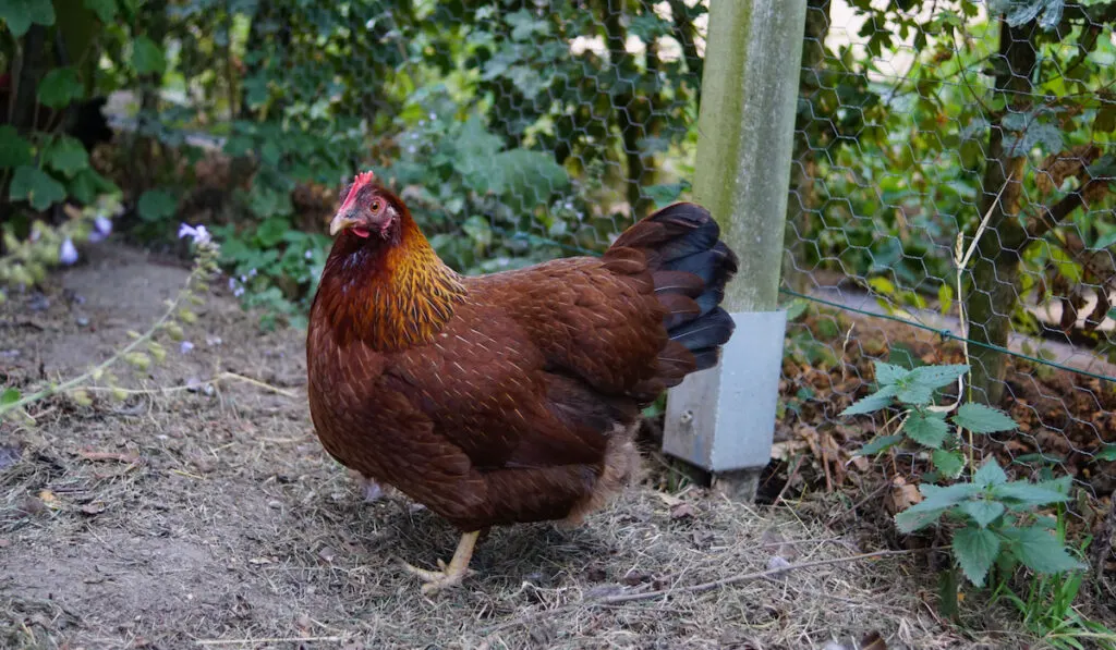 small bantam welsummer chicken near chicken wire in the backyard