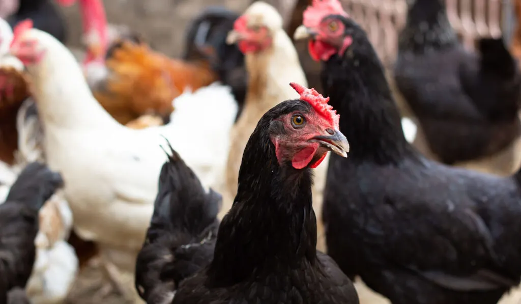 spanish minorca hen in the chicken coop