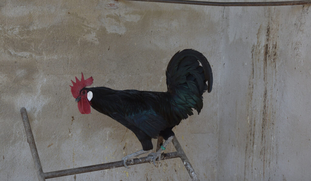 Spanish rooster standing on a metal ladder at the chicken farm