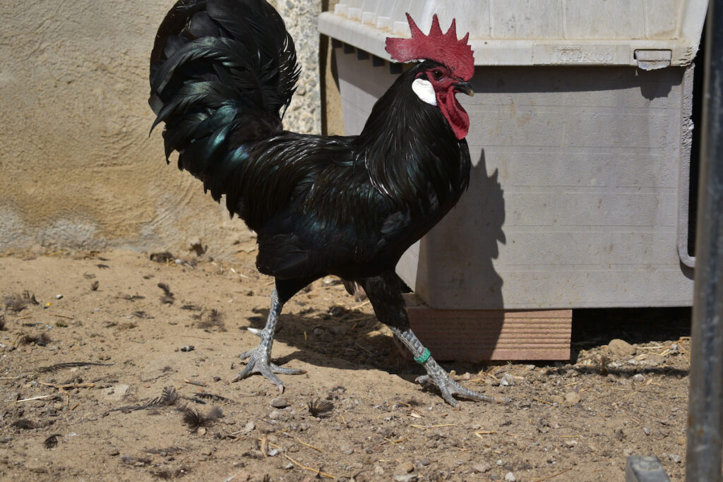 Spanish rooster walking at the chicken farm