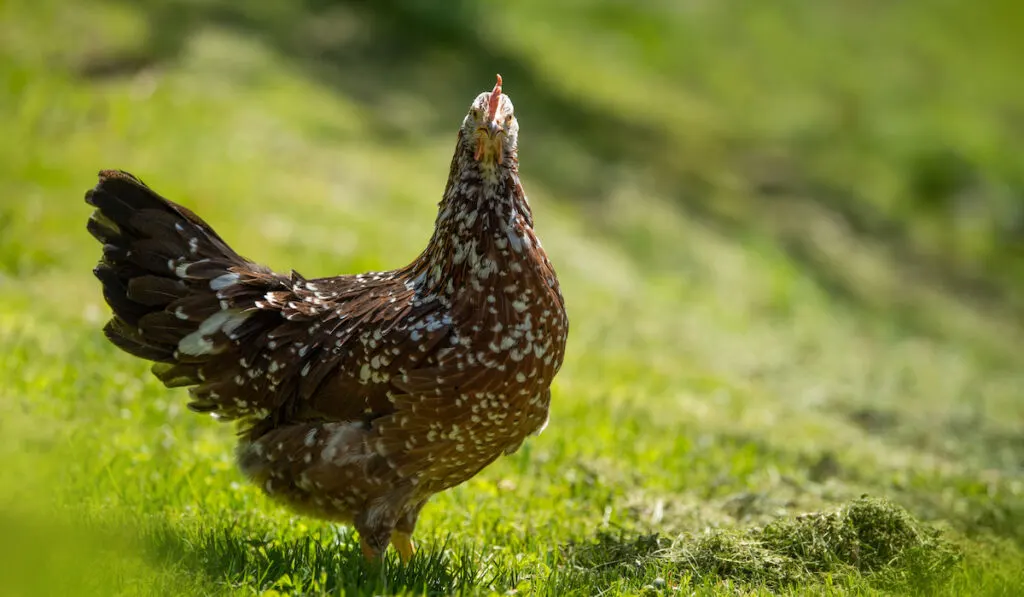 Swedish Flower Hen chicken roaming in the farmyard