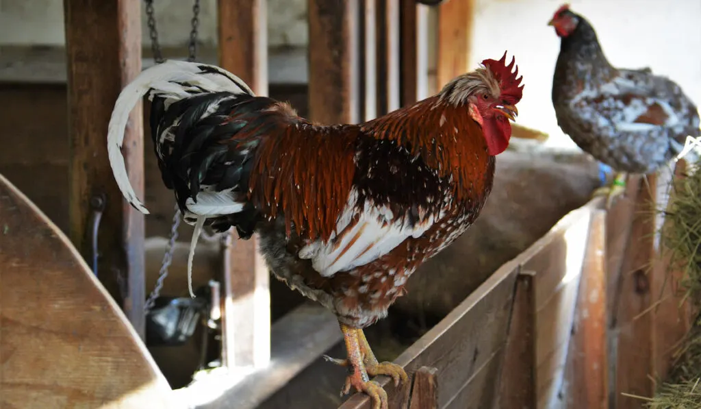 Swedish flower hens standing on a wooden fence in chicken coop