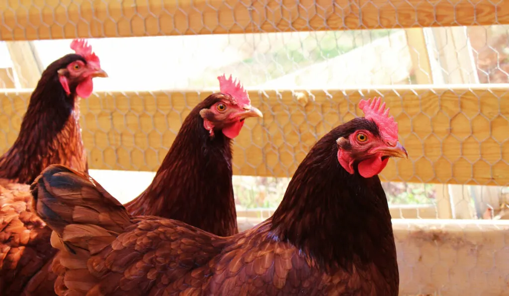 Three Rode Island Red Chickens behind wooden wire fence in the coop