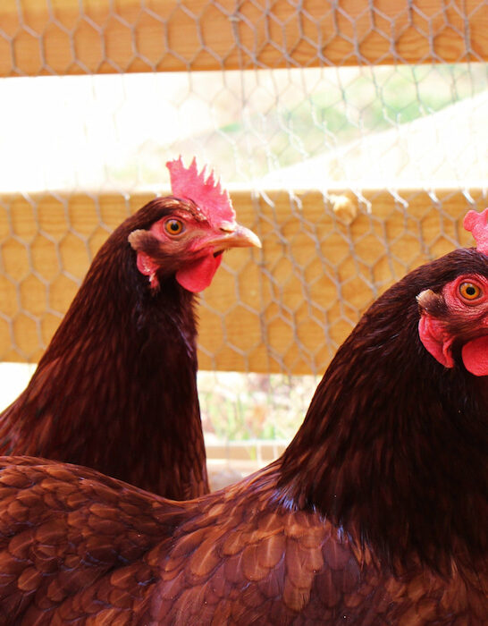 three rhode island red chicken behind wooden wire fence in the coop