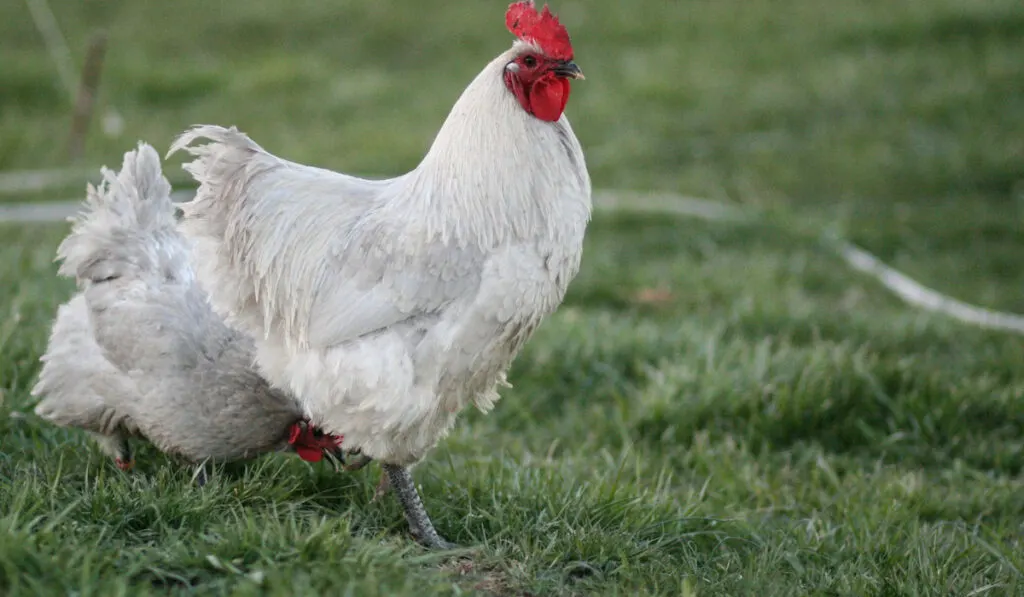 Two Lavender Orpington chickens foraging in the yard