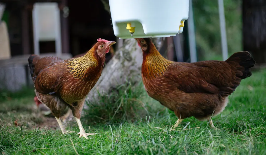 two welsummer chickens in the backyard drinking water from chicken waterer