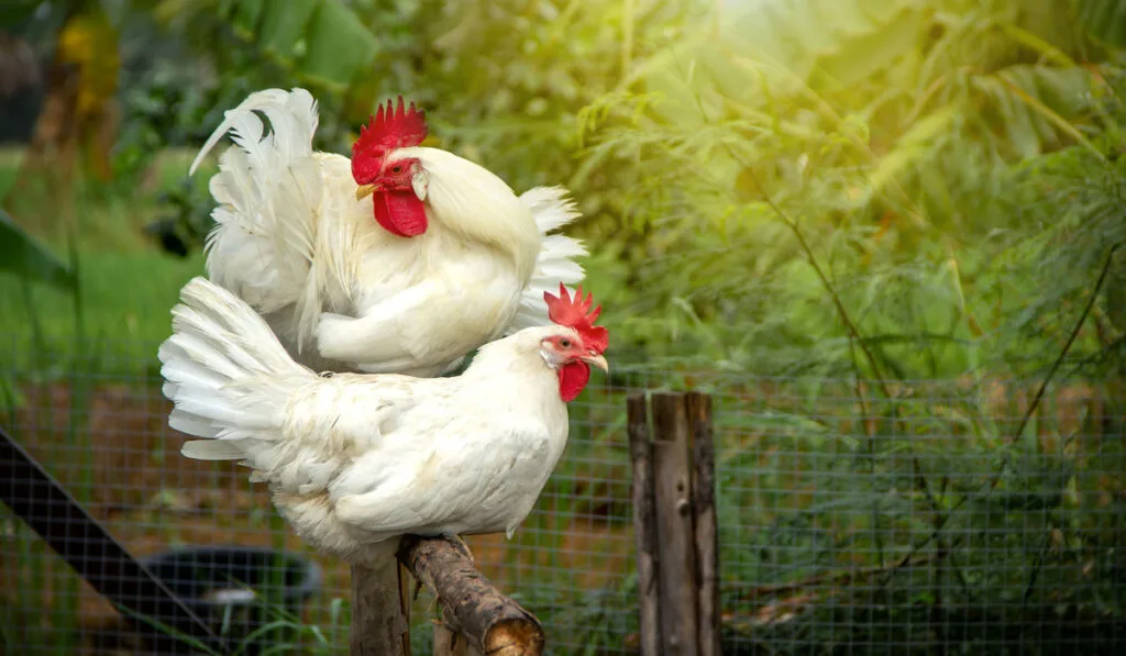 White Leghorn Family rooster and hen standing on a wooden perch on background of farming garden in the backyard