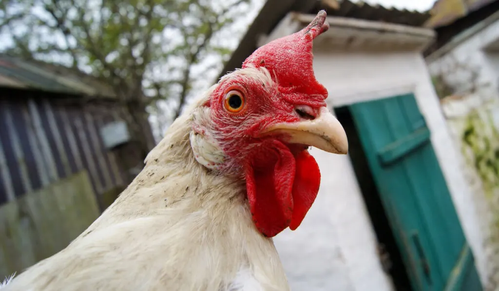 White Leghorn hen looking into the camera in farmyard