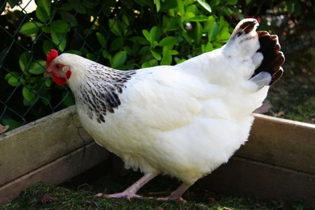 A white Sussex chicken inside a wooden box in a garden 