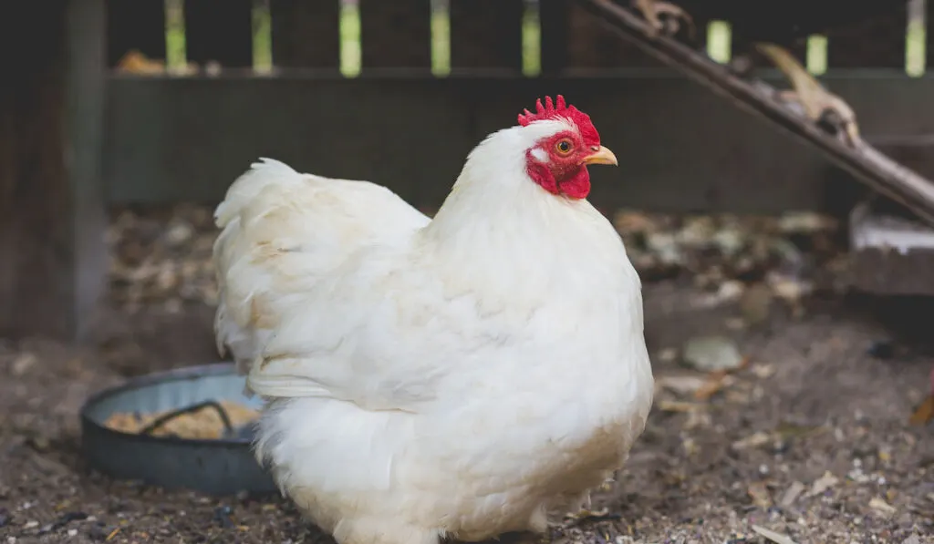 White bantam Cochin hen in coop