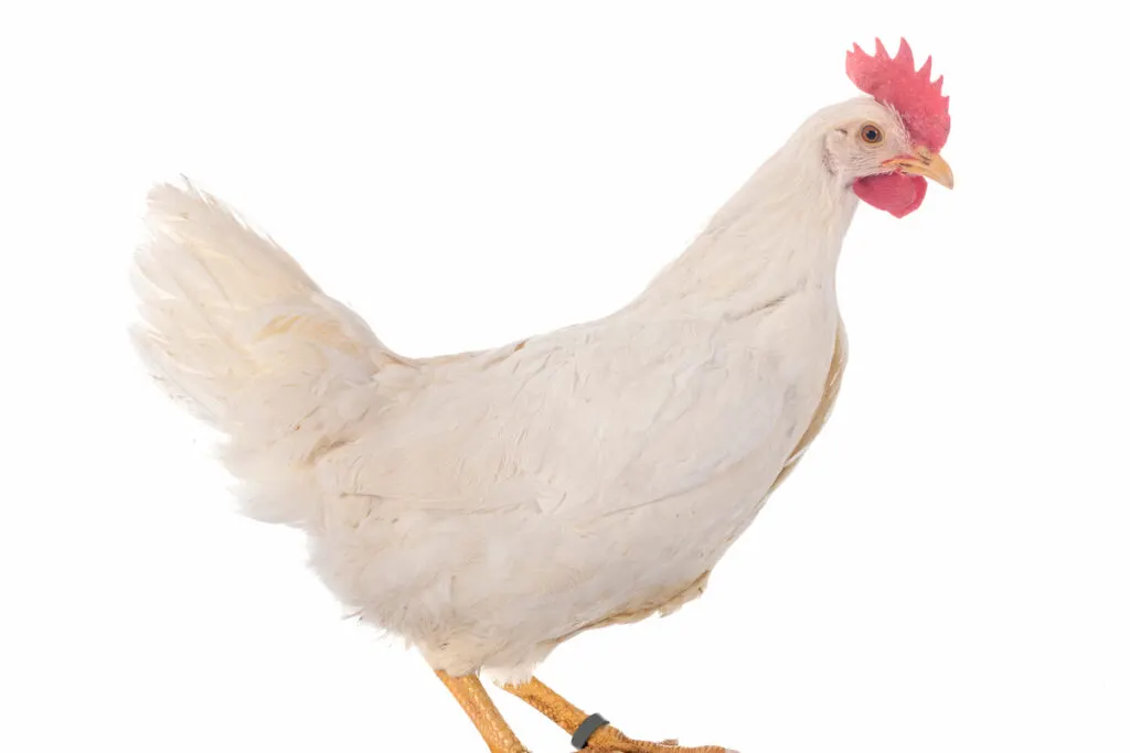 White leghorn chicken on white background