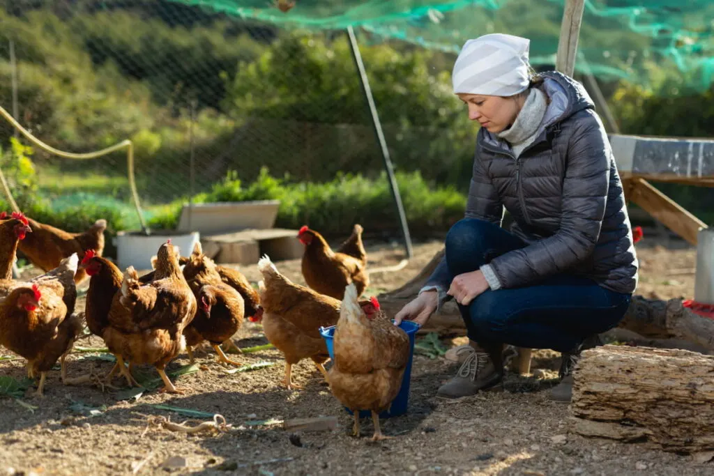 Woman raising a bunch of chicken in a farm